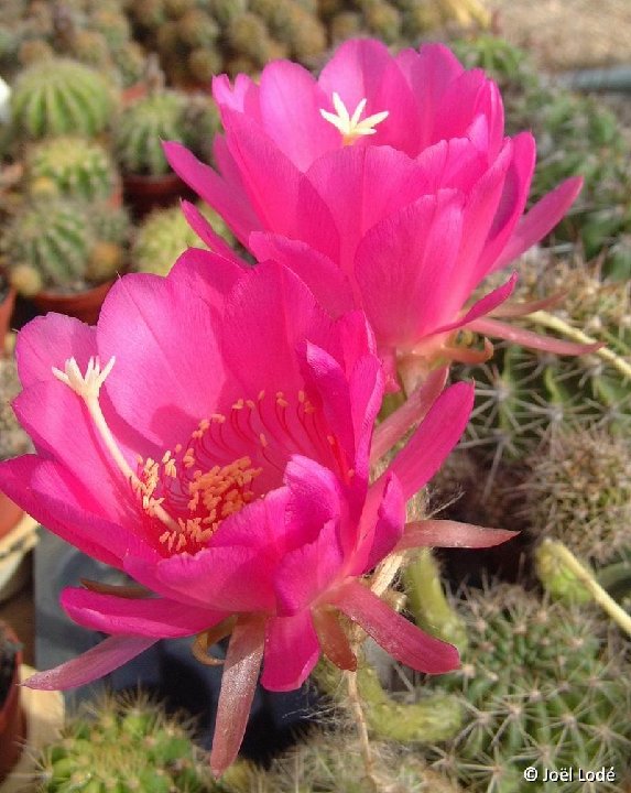 Echinopsis mammillosa v. kermesina ©JLcoll.1471